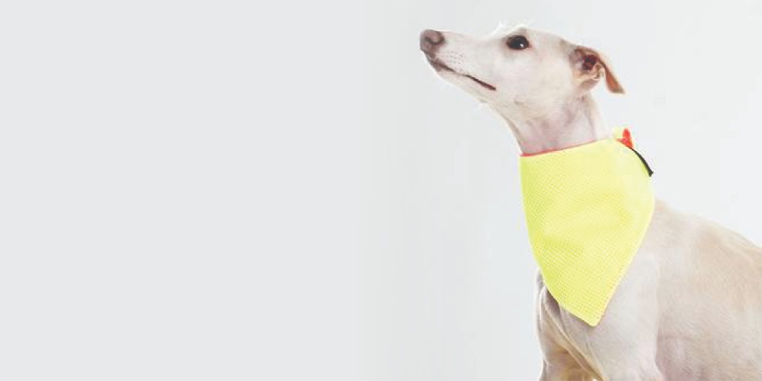 Why Bandanas Are Essential For Dogs